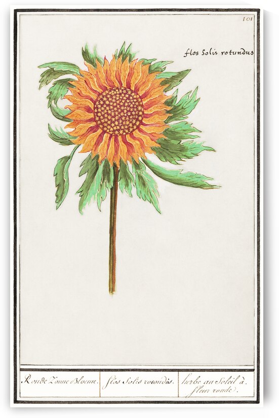 Sunflower in vintage style by IStockHistory com