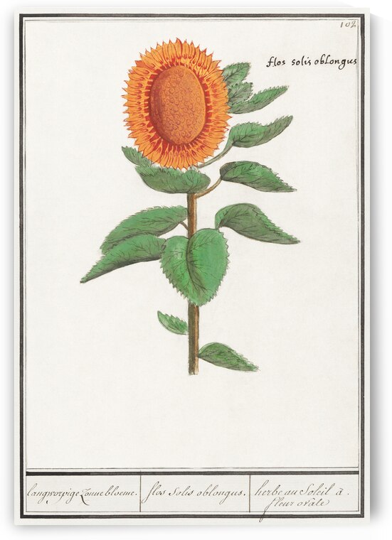 Sunflower in vintage style by IStockHistory com