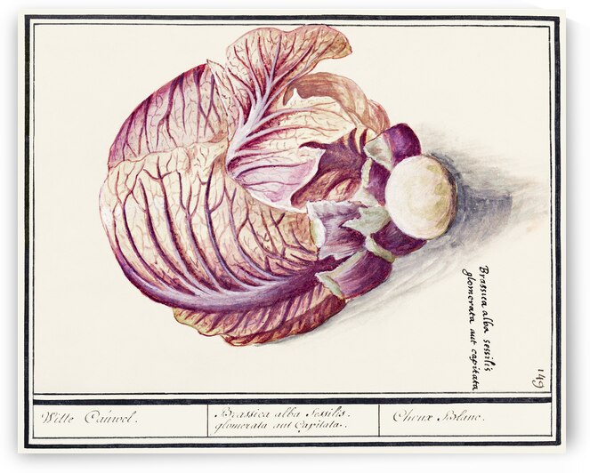 White cabbage in vintage style by IStockHistory com