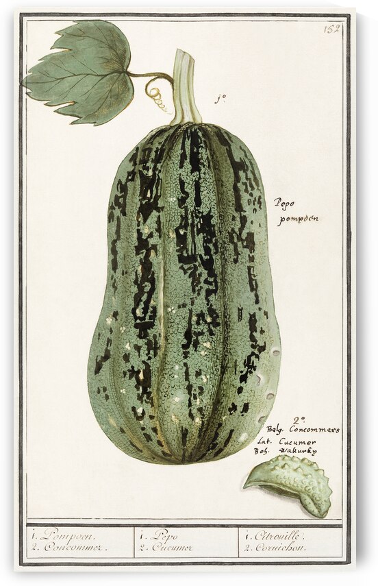 White cabbage in vintage style by IStockHistory com