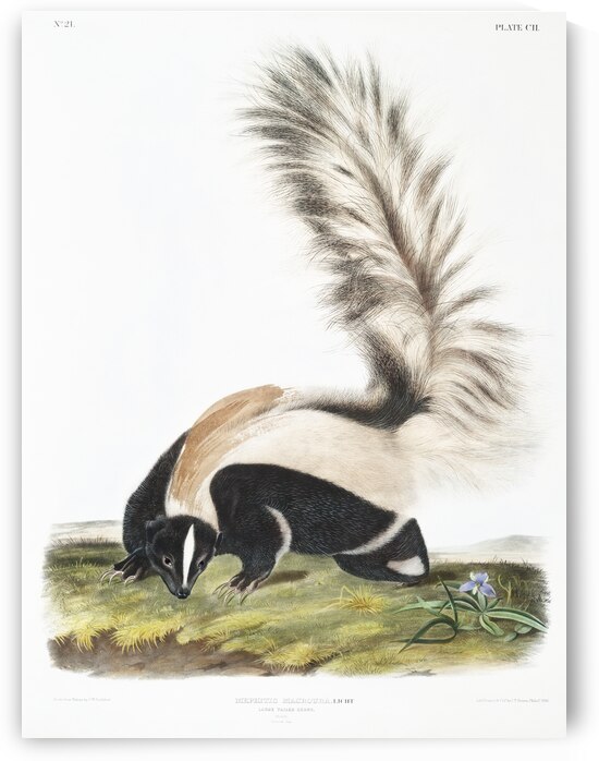 Large-tailed Skunk Mephitis macroura  by IStockHistory com