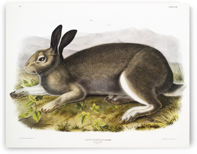 Polar Hare Lepus glacialis  by IStockHistory com