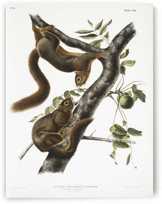 Orange-bellied Squirrel Sciurus sub-auratus  by IStockHistory com