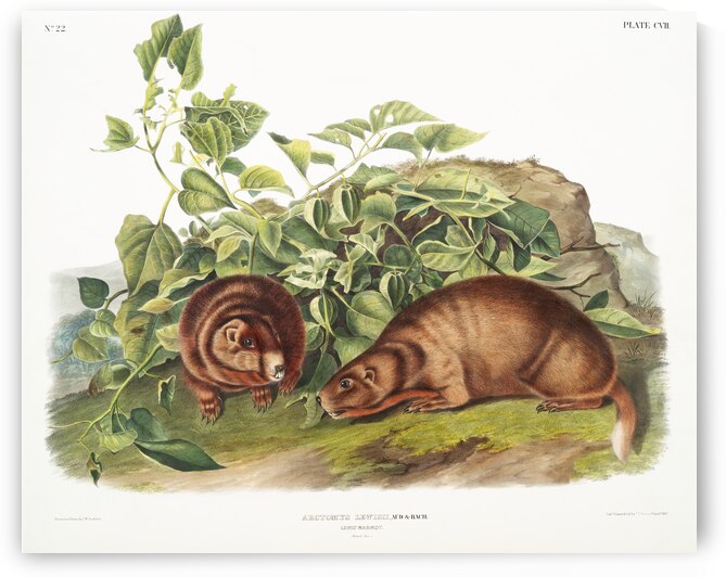 Marmot Arctomys Lewisii  by IStockHistory com