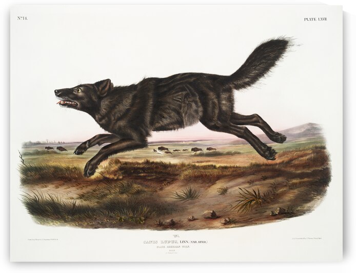 Black American Wolf Canis lupus  by IStockHistory com
