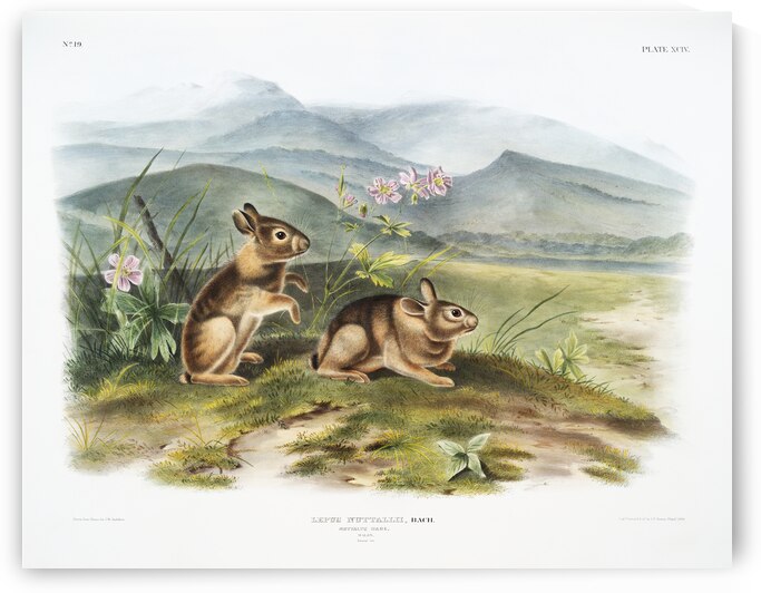Hare Lepus nuttallii  by IStockHistory com