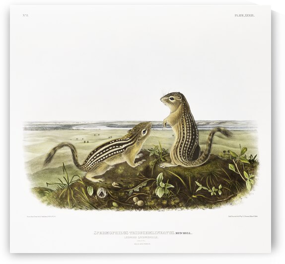 Leopard Spermophile Spermophilus tridecemlineatus  by IStockHistory com