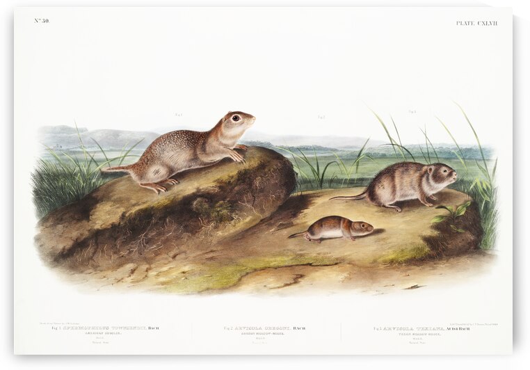 American Souslik Spermophilus Townsendii Oregon Meadow-Mouse Arvicola Oregoni and Texan Meadow Mouse Arvicola Texiana by IStockHistory com