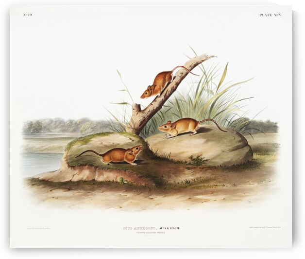 Rocky Mountain Neotoma Neotoma Drummondii  by IStockHistory com