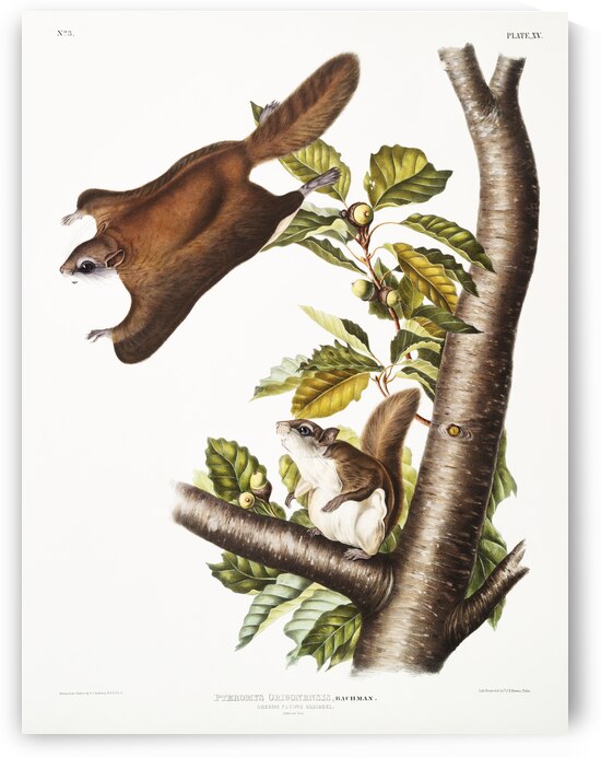 Cougar Felis concolor  by IStockHistory com