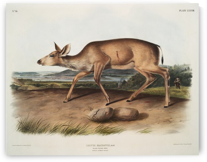 Black-tailed Deer Cervus macrotis  by IStockHistory com