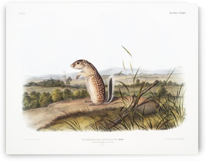 Mexican Marmot Squirrel Spermophilus Mexicanus  by IStockHistory com