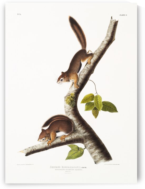 Chipping Squirrel Tamias Lysterii  by IStockHistory com