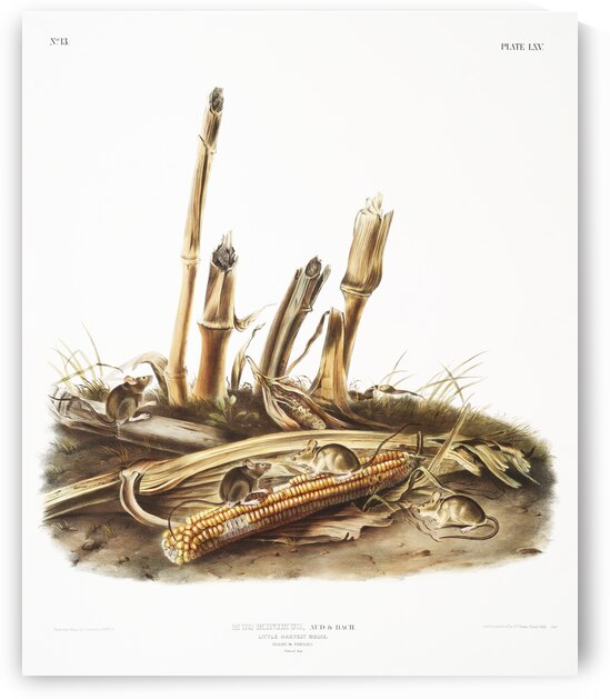 Little Harvest Mouse Mus minimus  by IStockHistory com