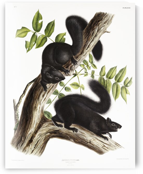 Meadow Mouse Arvicola richardsonii  by IStockHistory com