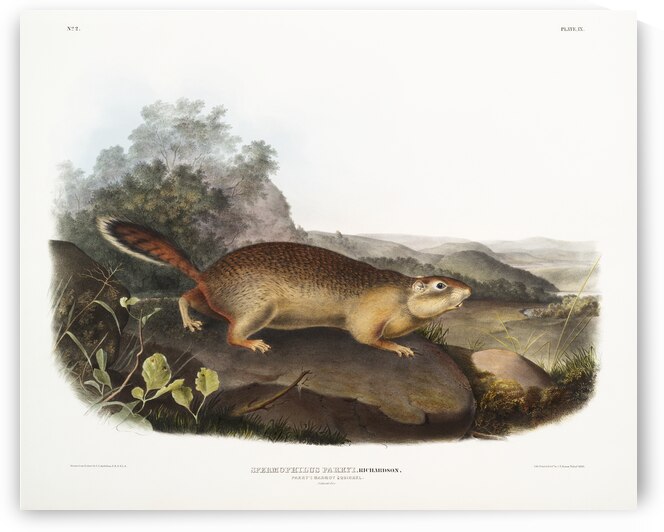 Marmot Squirrel Spermophilus Parryi  by IStockHistory com