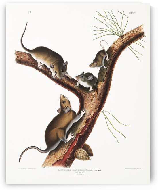 Florida Rat Neotoma Floridana  by IStockHistory com