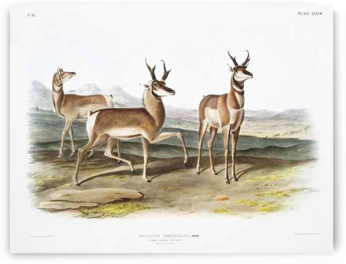 Prong-horned Antelope Antilope Americana  by IStockHistory com