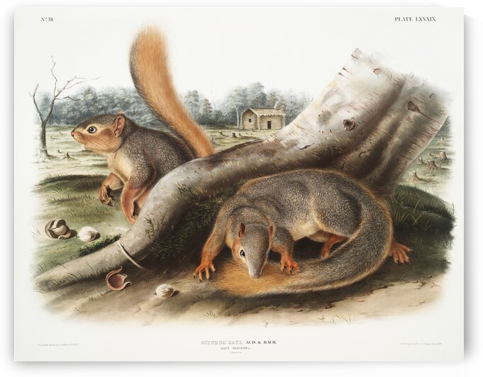 Squirrel Sciurus Sayi  by IStockHistory com