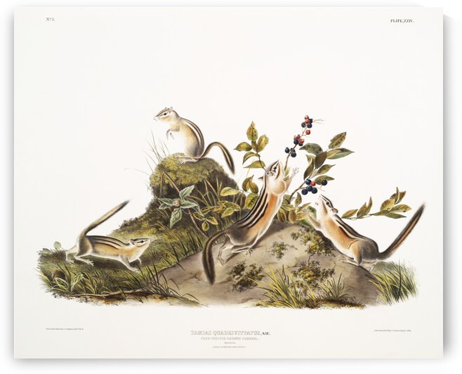 Four-striped Ground Squirrel Tamias quadrivitatus  by IStockHistory com