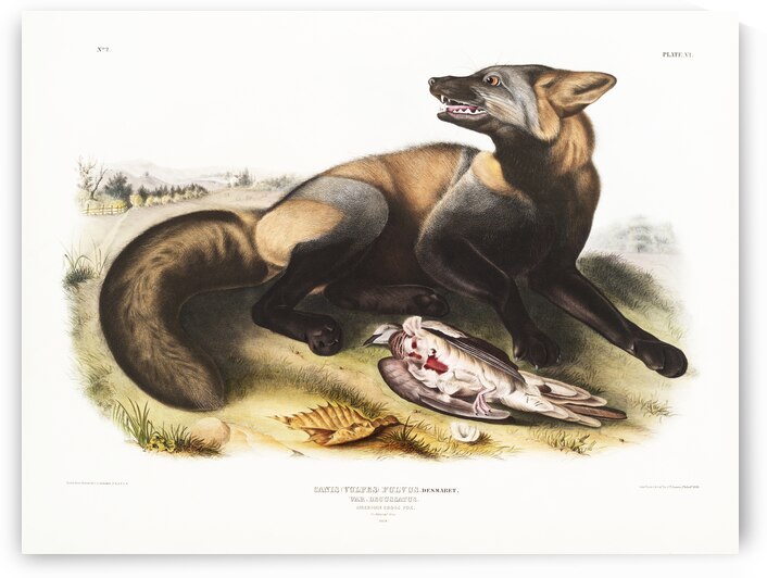 American Cross-Fox Canis vulpes  by IStockHistory com