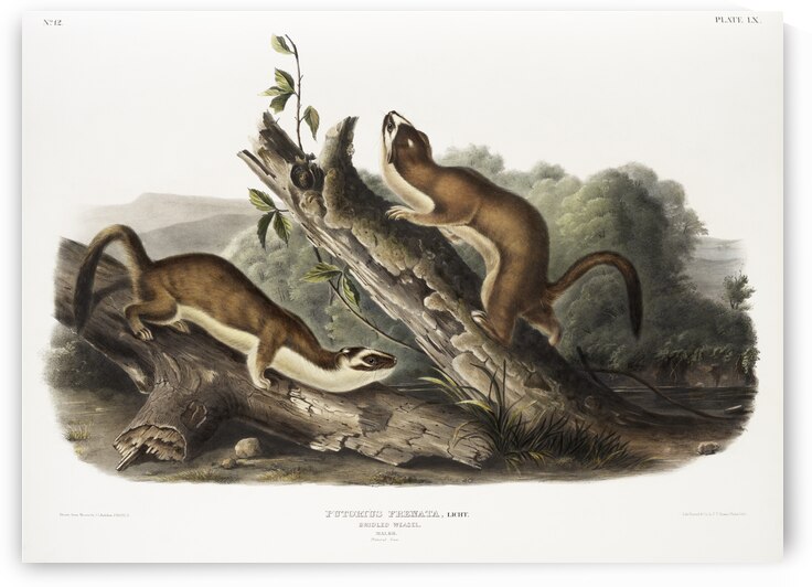 Bridled Weasel Putorius frenata  by IStockHistory com