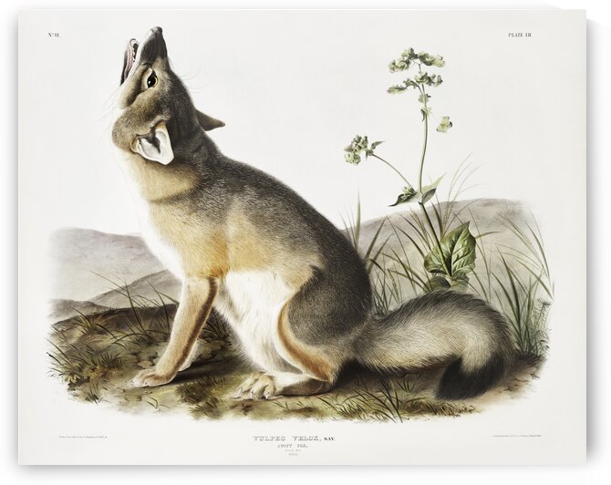 Swift Fox Vulpes velox  by IStockHistory com