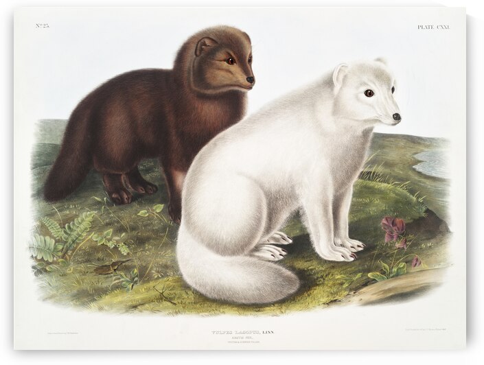 Arctic Fox Vulpes lagopus  by IStockHistory com