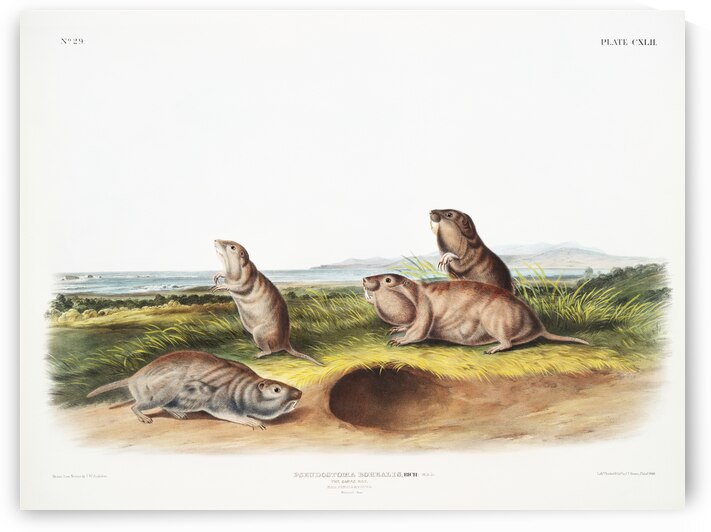 Camas Rat Pseudostoma Borealis  by IStockHistory com