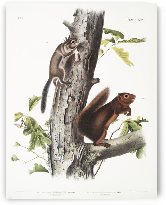 Pouched Jerboa Mouse Dipodomys Phillipsii  by IStockHistory com