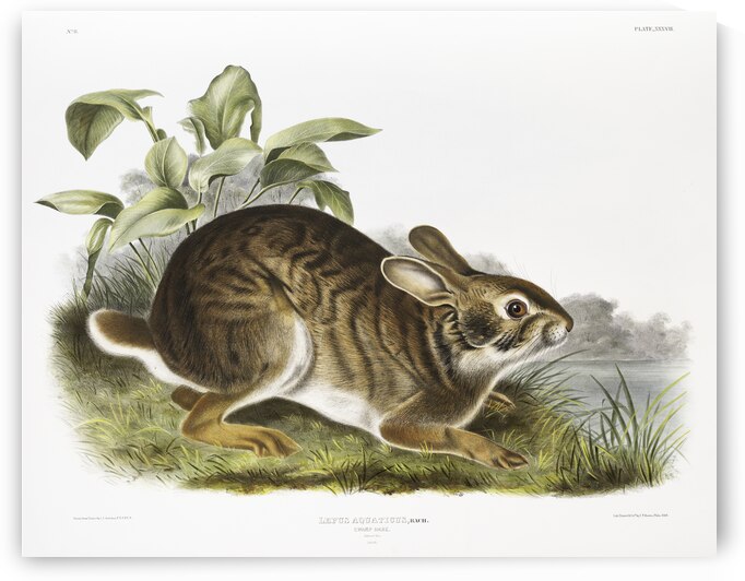 Swamp Hare Lepus aquaticus  by IStockHistory com