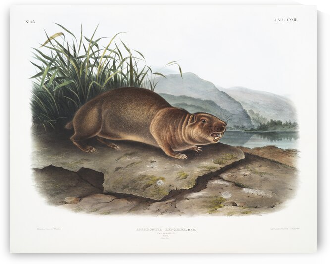 Sewellel Aplodontia leporina  by IStockHistory com