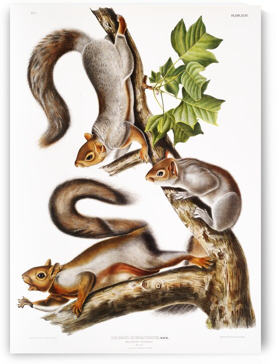 Migratory Squirrel Sciurus migratorius  by IStockHistory com