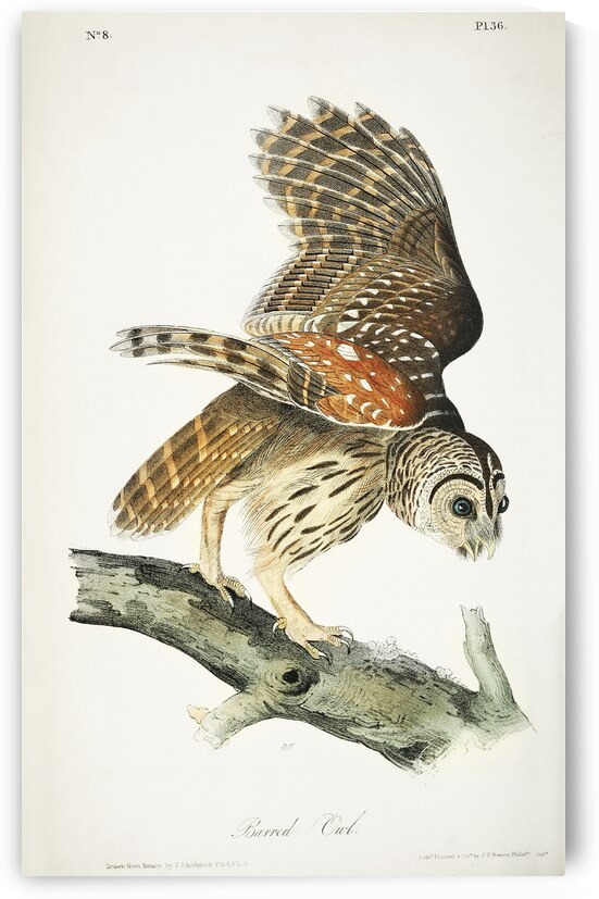 Barred Owl by IStockHistory com