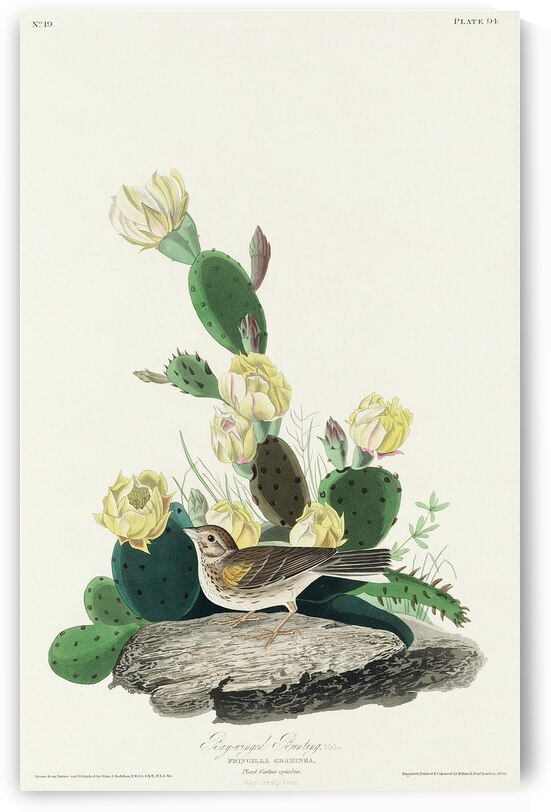 Grass Finch or Bay-winged Bunting by IStockHistory com