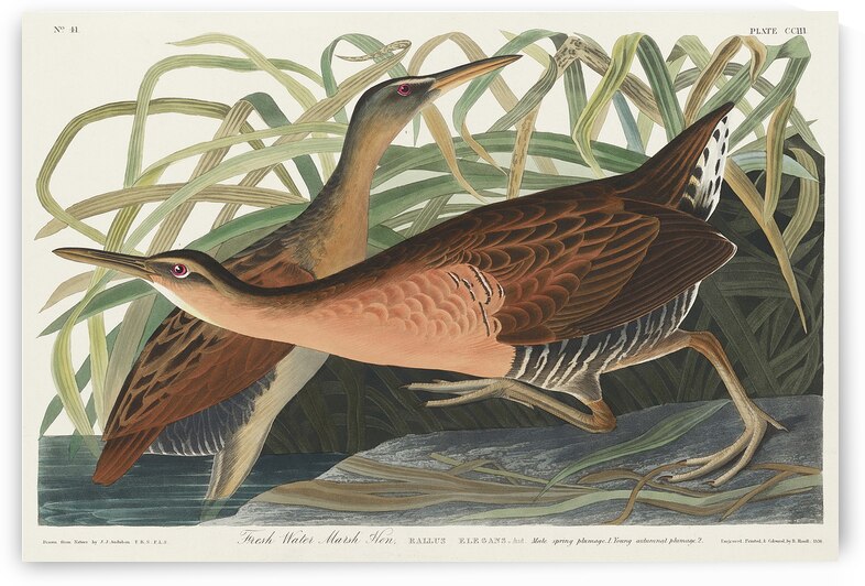 Fresh Water Marsh Hen by IStockHistory com