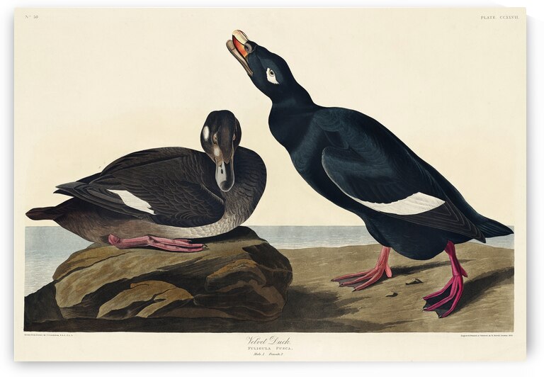 Blue-eyed yellow Warbler by IStockHistory com