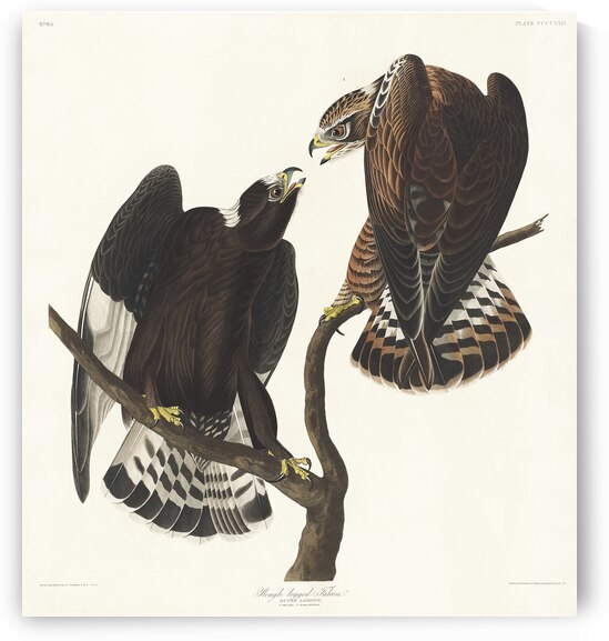 Rough-legged Falcon by IStockHistory com