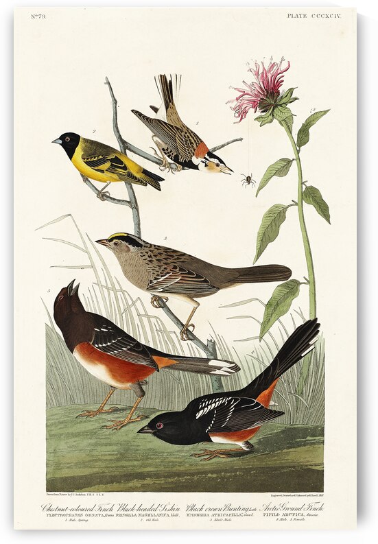 Chestnut-coloured Finch Black-headed Siskin Black crown Bunting and Arctic Ground Finch by IStockHistory com