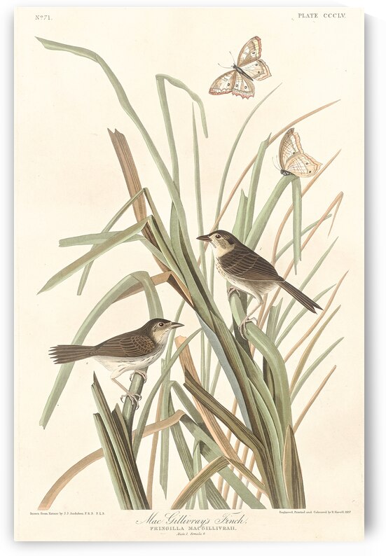 MacGillivrays Finch by IStockHistory com