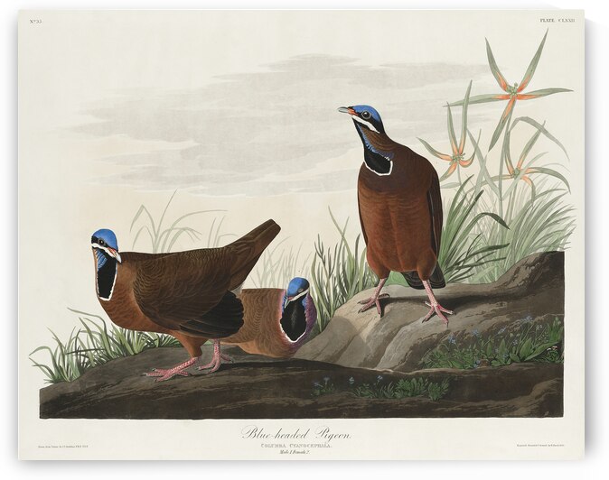 Roseate Spoonbill by IStockHistory com