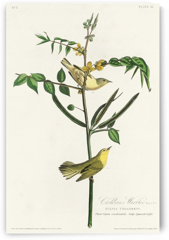 Black-throated Guillemot Nobbed-billed Auk Curled-crested Auk and Horned-billed Guillemot by IStockHistory com