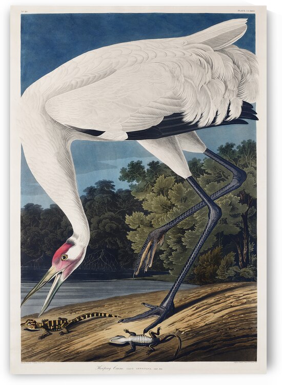 Hooping Crane by IStockHistory com