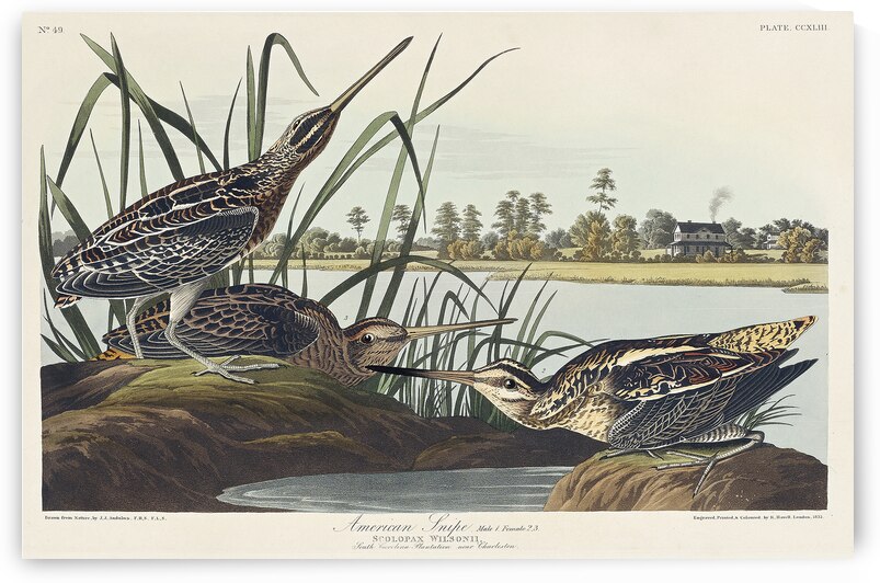 American Snipe by IStockHistory com