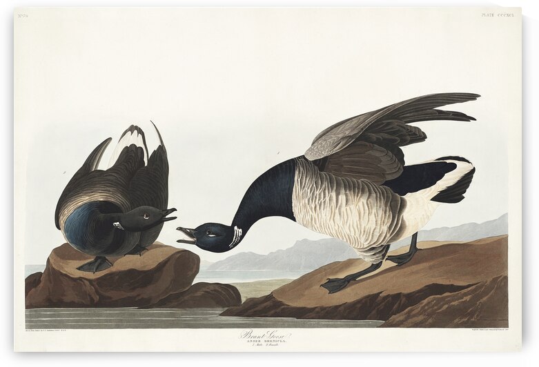 Brant Goose by IStockHistory com