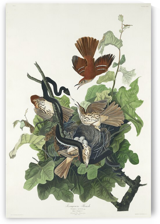 Ferruginous Thrush by IStockHistory com