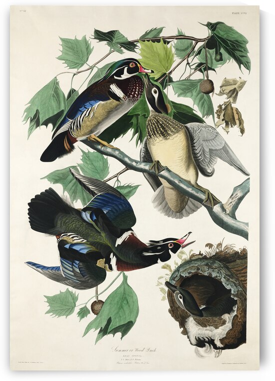 Summer or Wood Duck by IStockHistory com