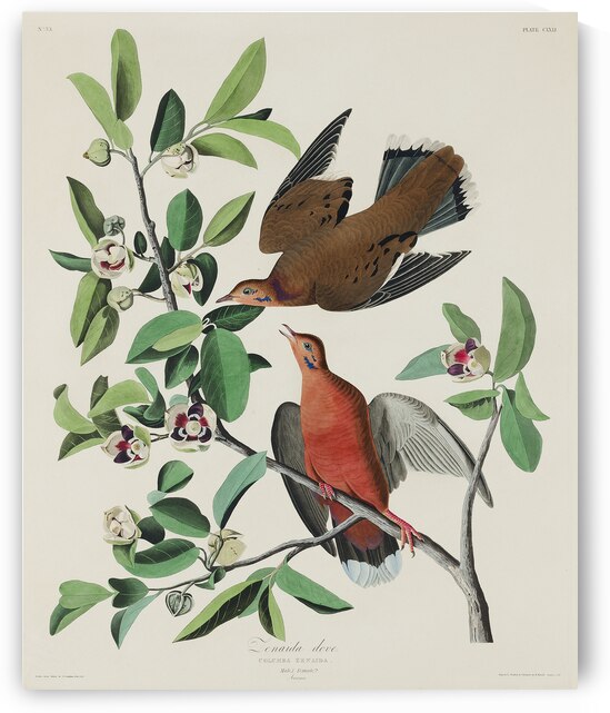 Lenaida Dove by IStockHistory com