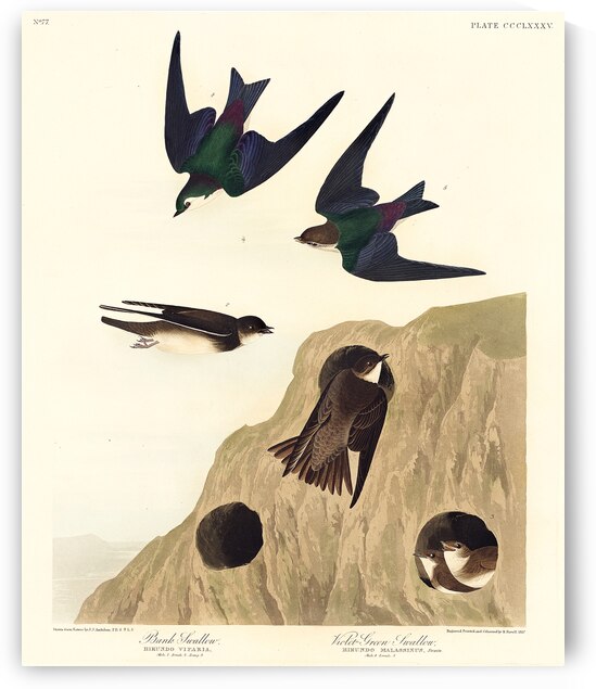 Bank Swallow and Violet-green Swallow by IStockHistory com