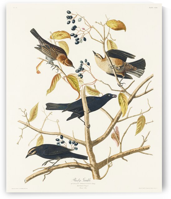 Rusty Grakle by IStockHistory com